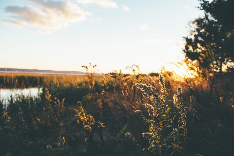nature, Landscape, Plants, Depth of field, Sunset HD Wallpaper Desktop Background