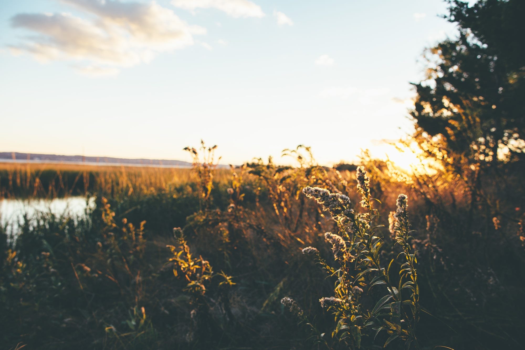 nature, Landscape, Plants, Depth of field, Sunset Wallpaper