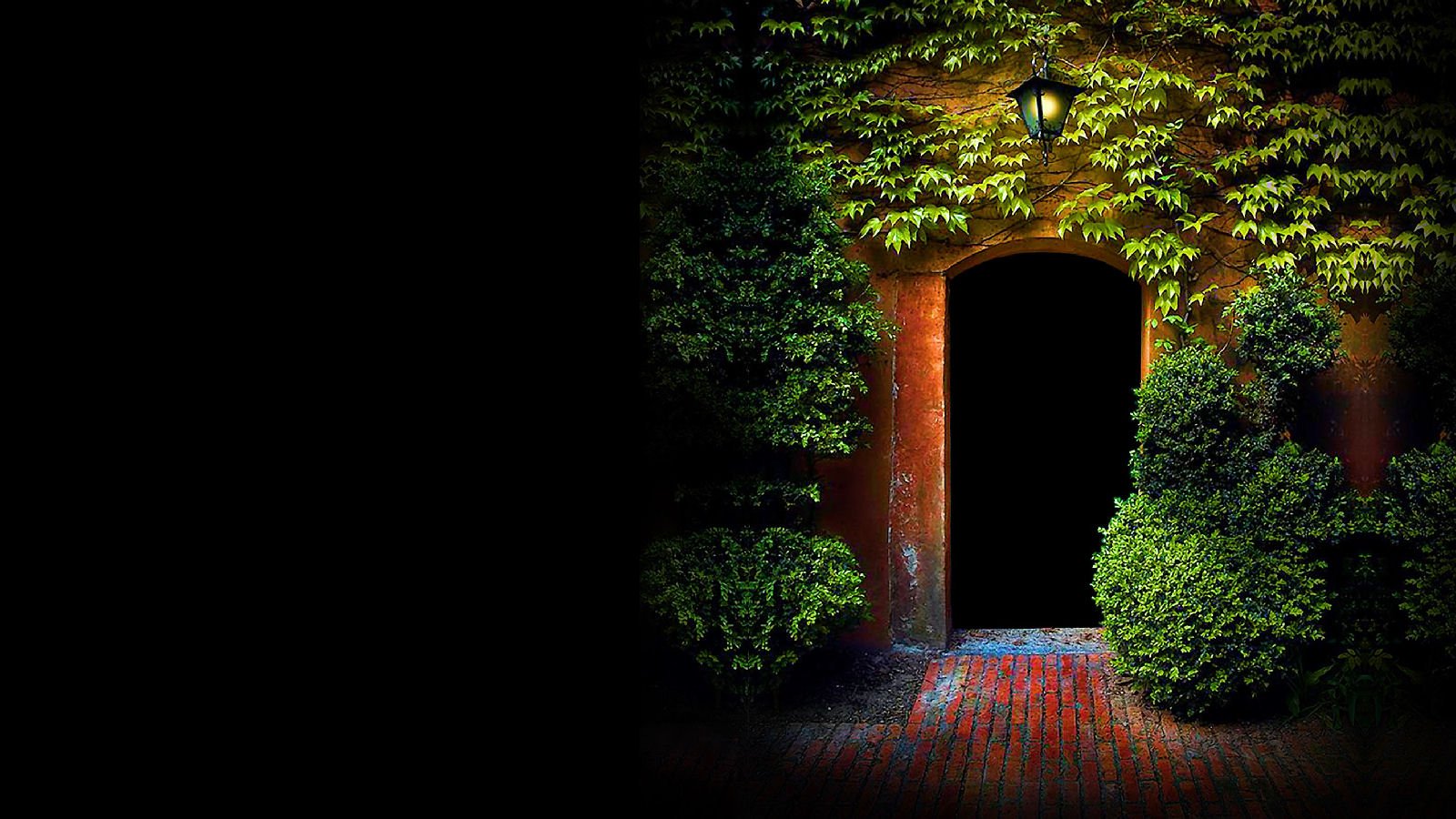 plants, Leaves Wallpaper