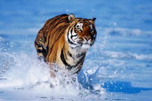 tiger, Water