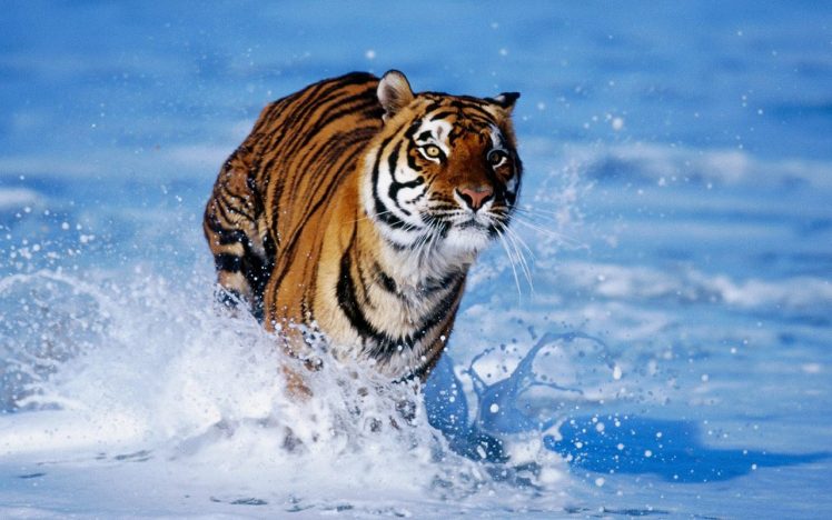 tiger, Water HD Wallpaper Desktop Background
