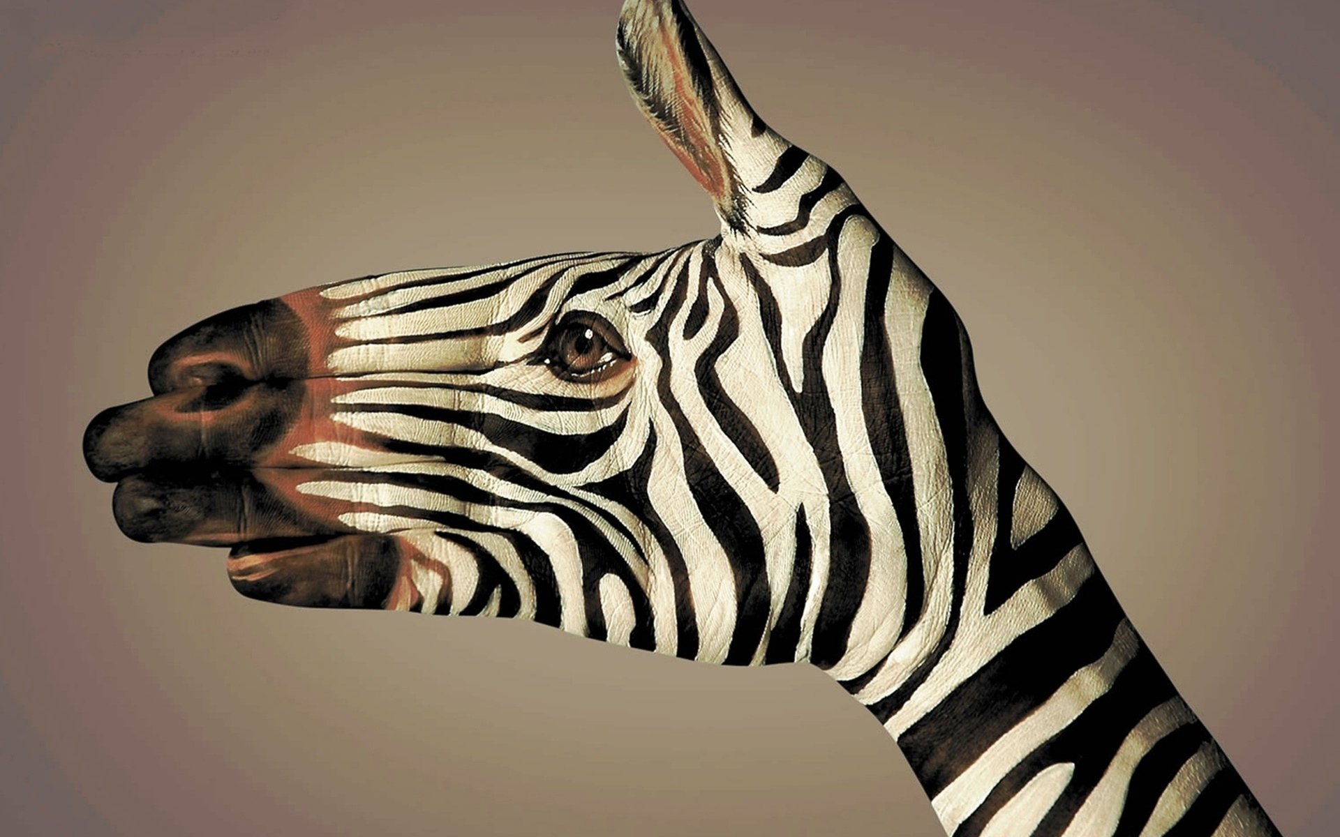 hands, Body Art, Zebras, Simple background Wallpaper