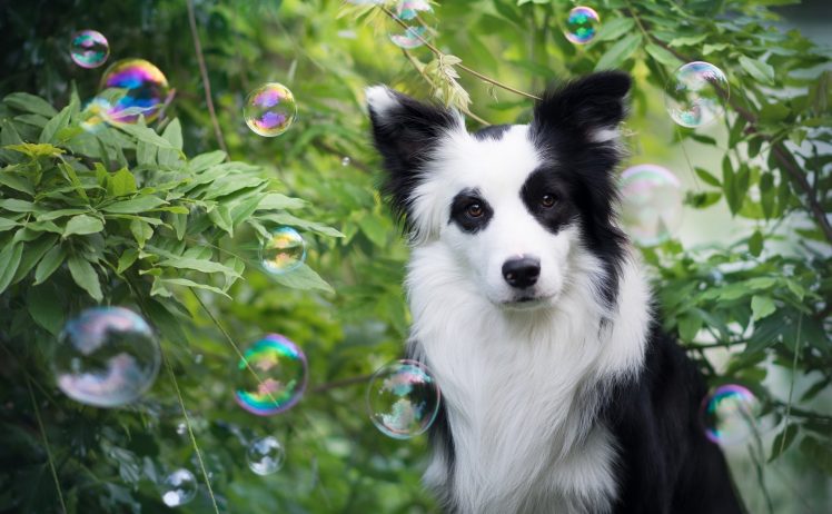 dog, Black, White, Bubbles, Plants, Animals HD Wallpaper Desktop Background