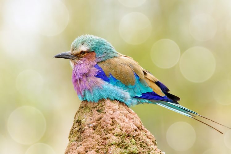 colorful, Birds, Animals, Bokeh HD Wallpaper Desktop Background