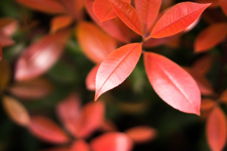 leaves, Nature HD Wallpaper Desktop Background