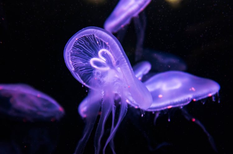 animals, Nature, Jellyfish HD Wallpaper Desktop Background