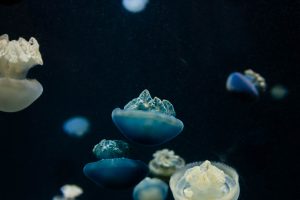 animals, Nature, Jellyfish