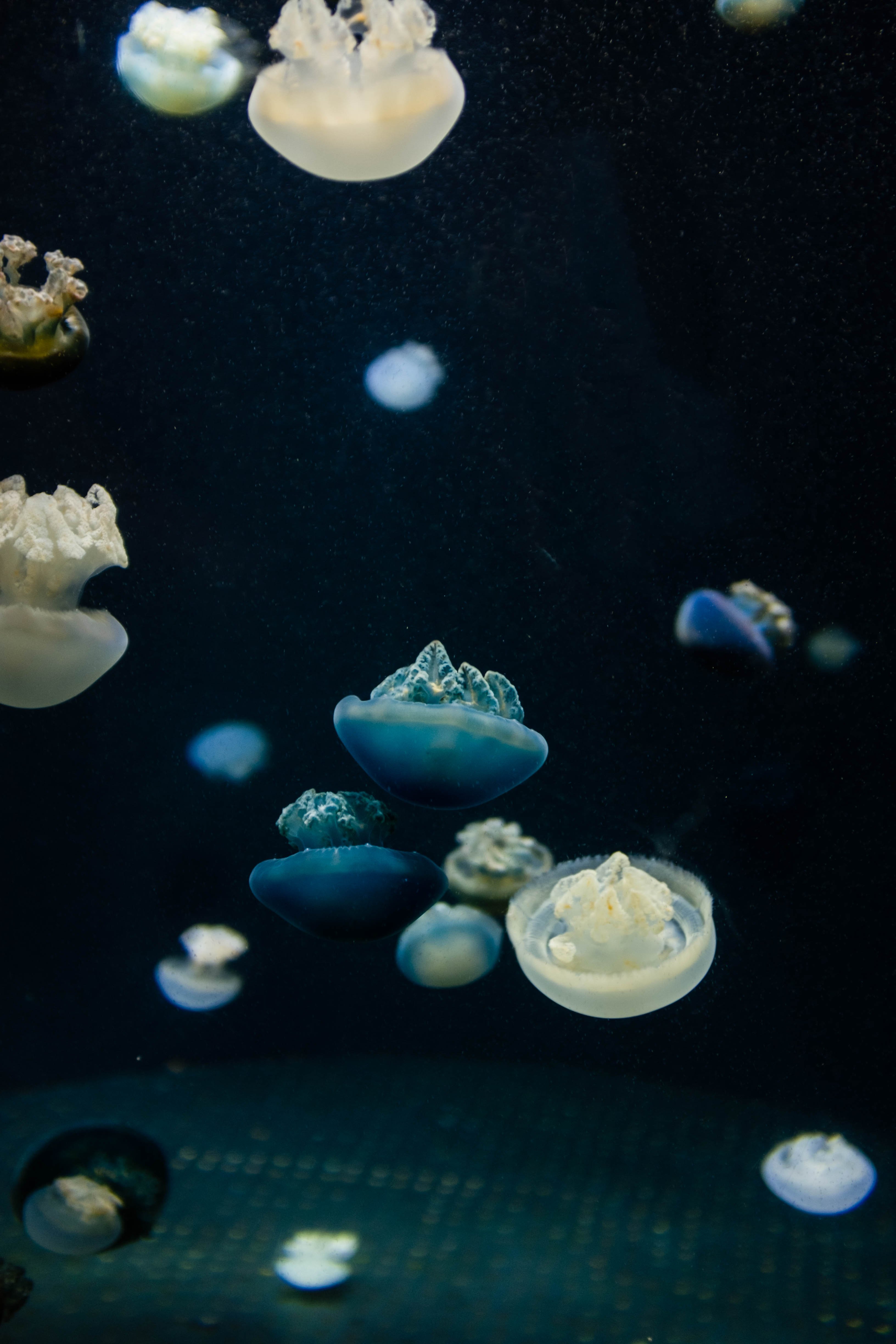animals, Nature, Jellyfish Wallpaper