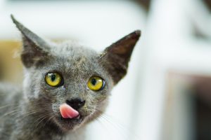 tongues, Cat, Animals