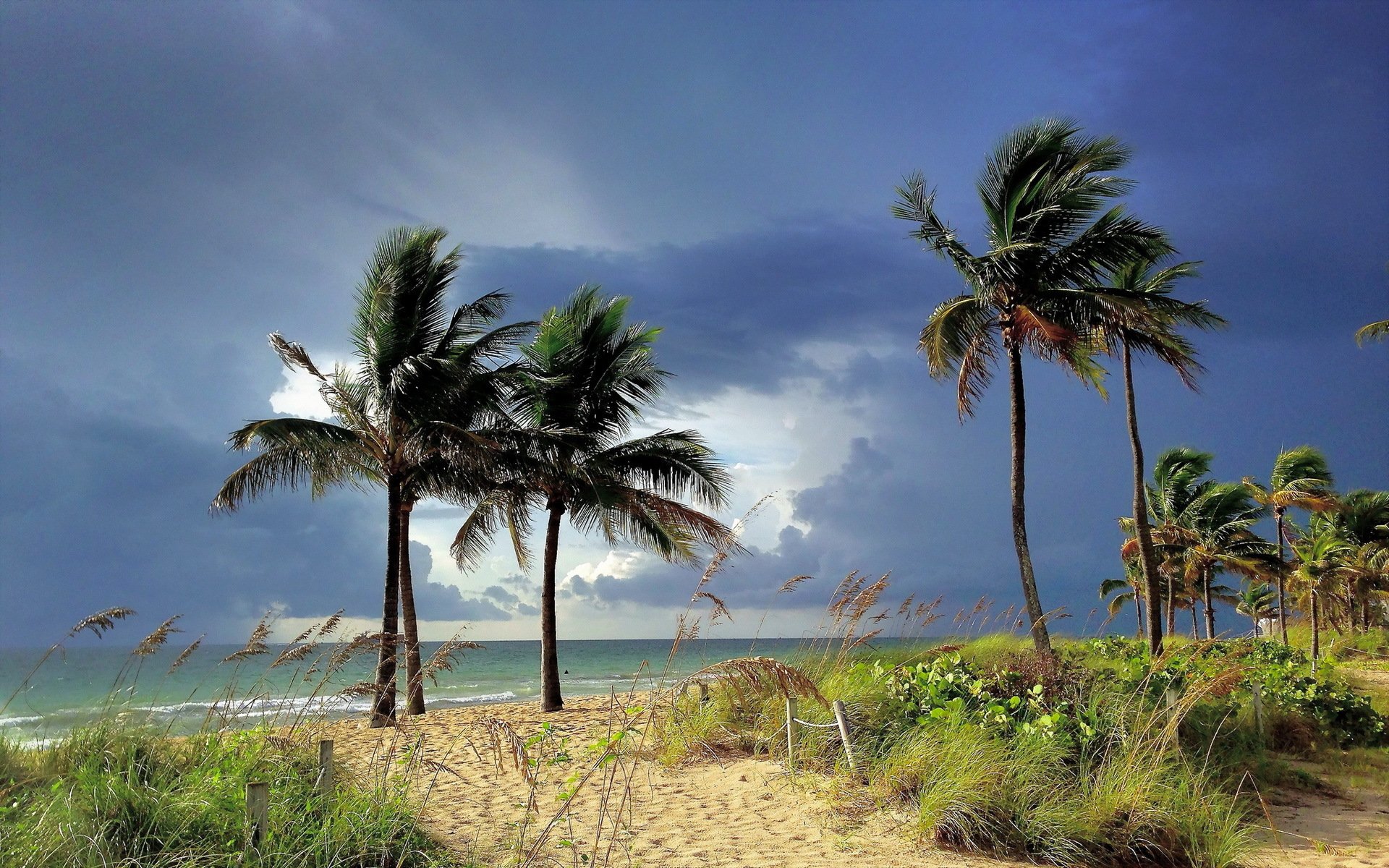 palm trees, Tropical, Sky Wallpaper