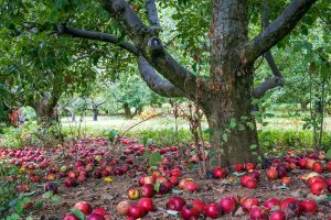 nature, Apples, Trees