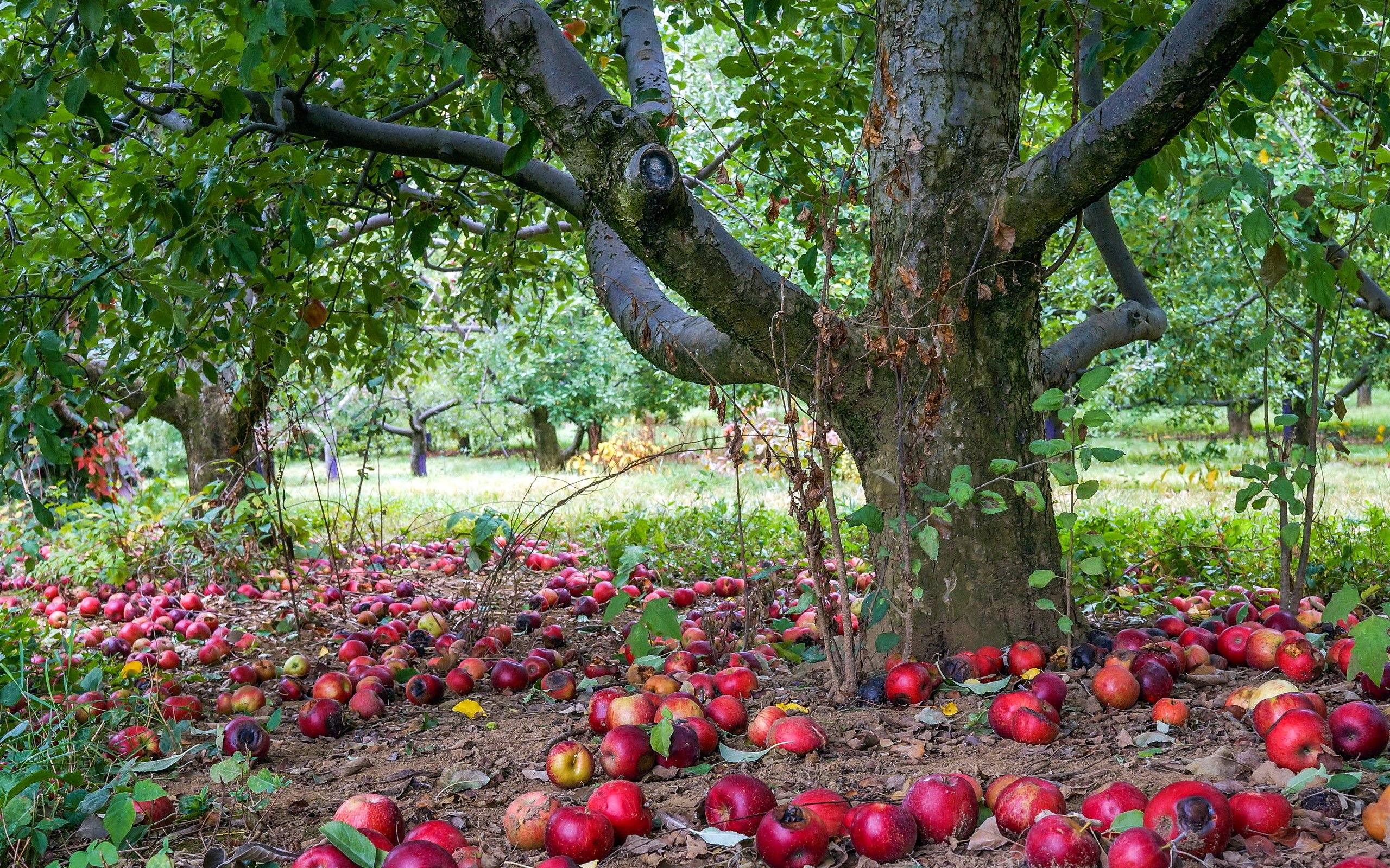 Nature Apples Trees Wallpapers Hd Desktop And Mobile Backgrounds