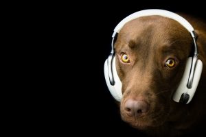 dog, Headphones, Humor