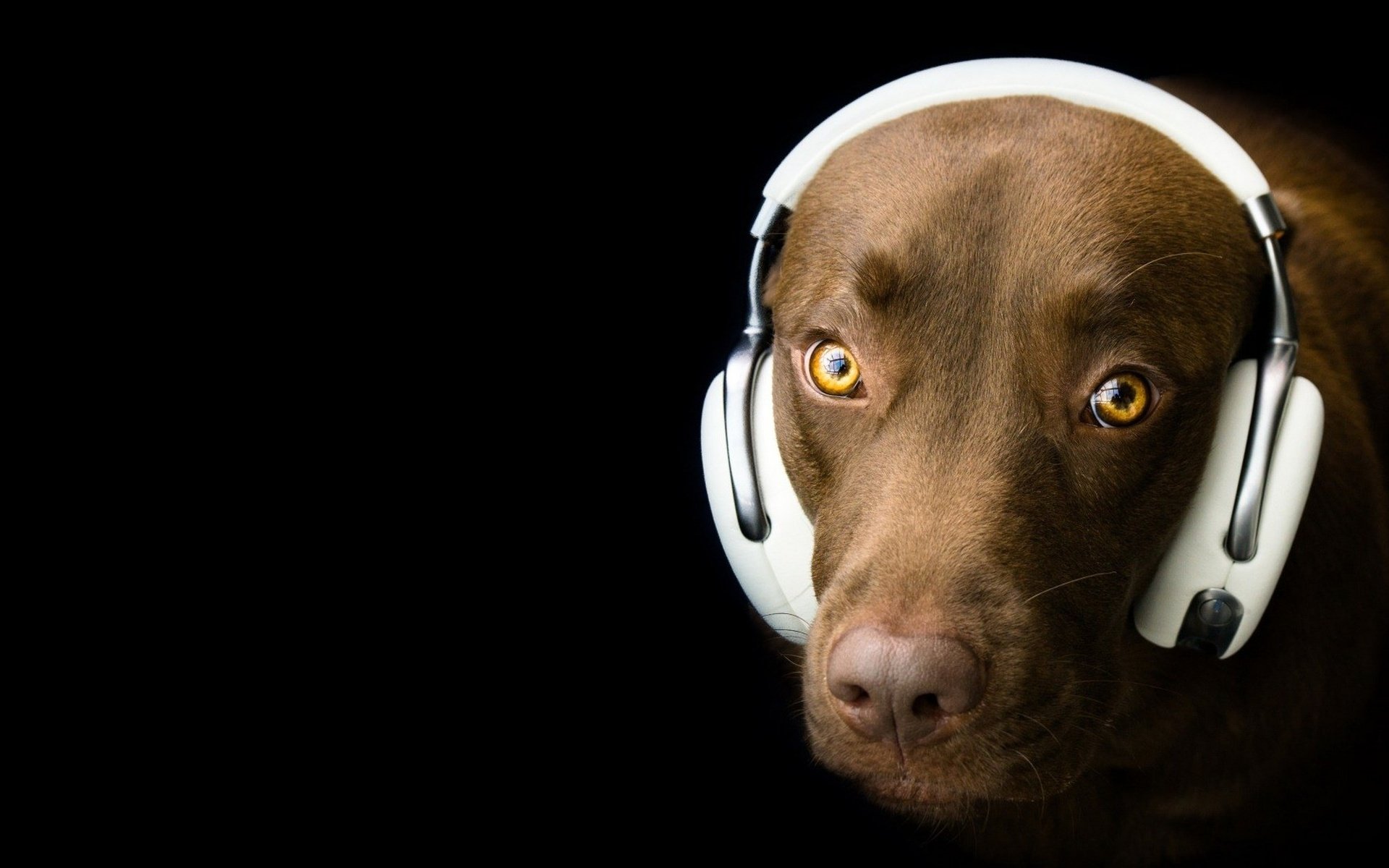 dog, Headphones, Humor Wallpaper