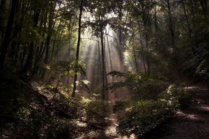 nature, Forest, Sun rays