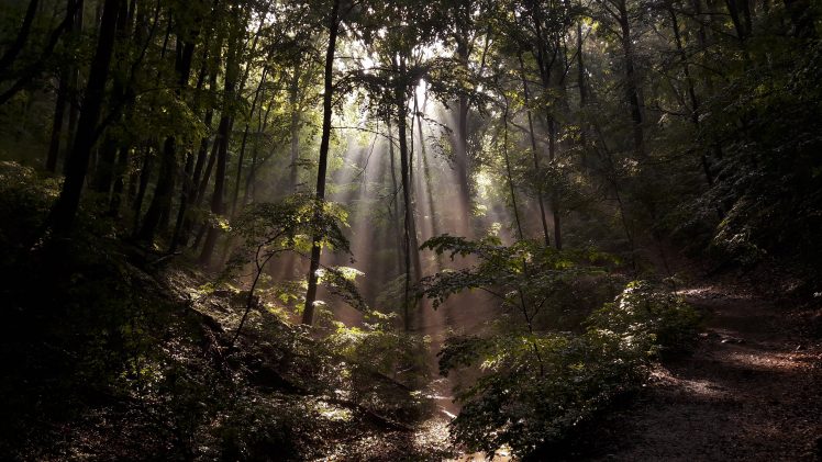 nature, Forest, Sun rays HD Wallpaper Desktop Background