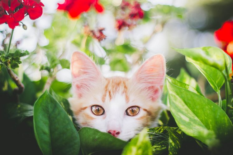 cat, Animals, Nature HD Wallpaper Desktop Background