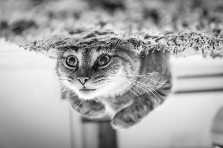 cat, Animals, Nature, Monochrome HD Wallpaper Desktop Background