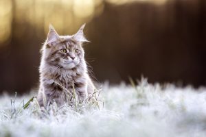 cat, Animals, Nature, Maine Coon cat