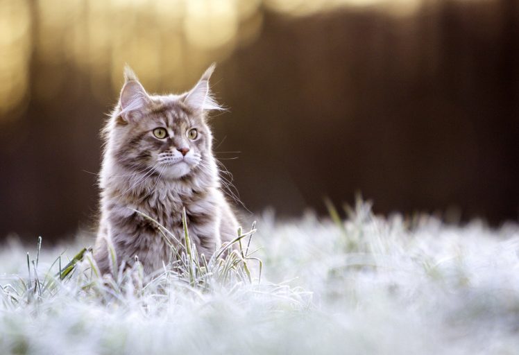 cat, Animals, Nature, Maine Coon cat HD Wallpaper Desktop Background