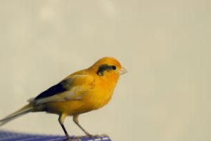 photography, Canary, Animals, Birds