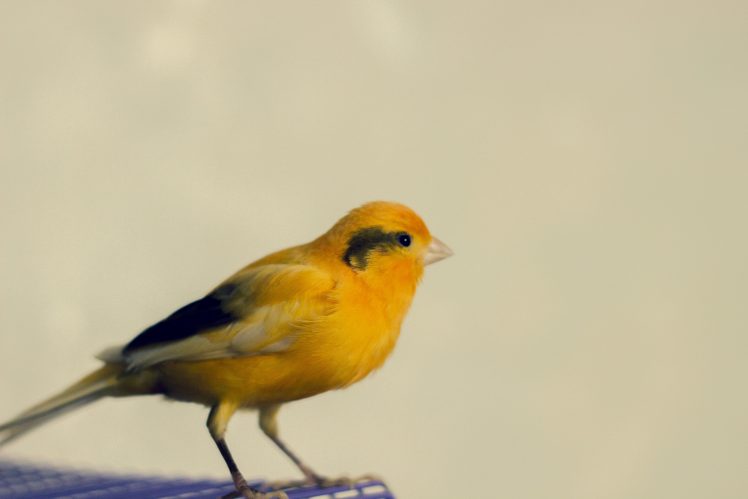 photography, Canary, Animals, Birds HD Wallpaper Desktop Background