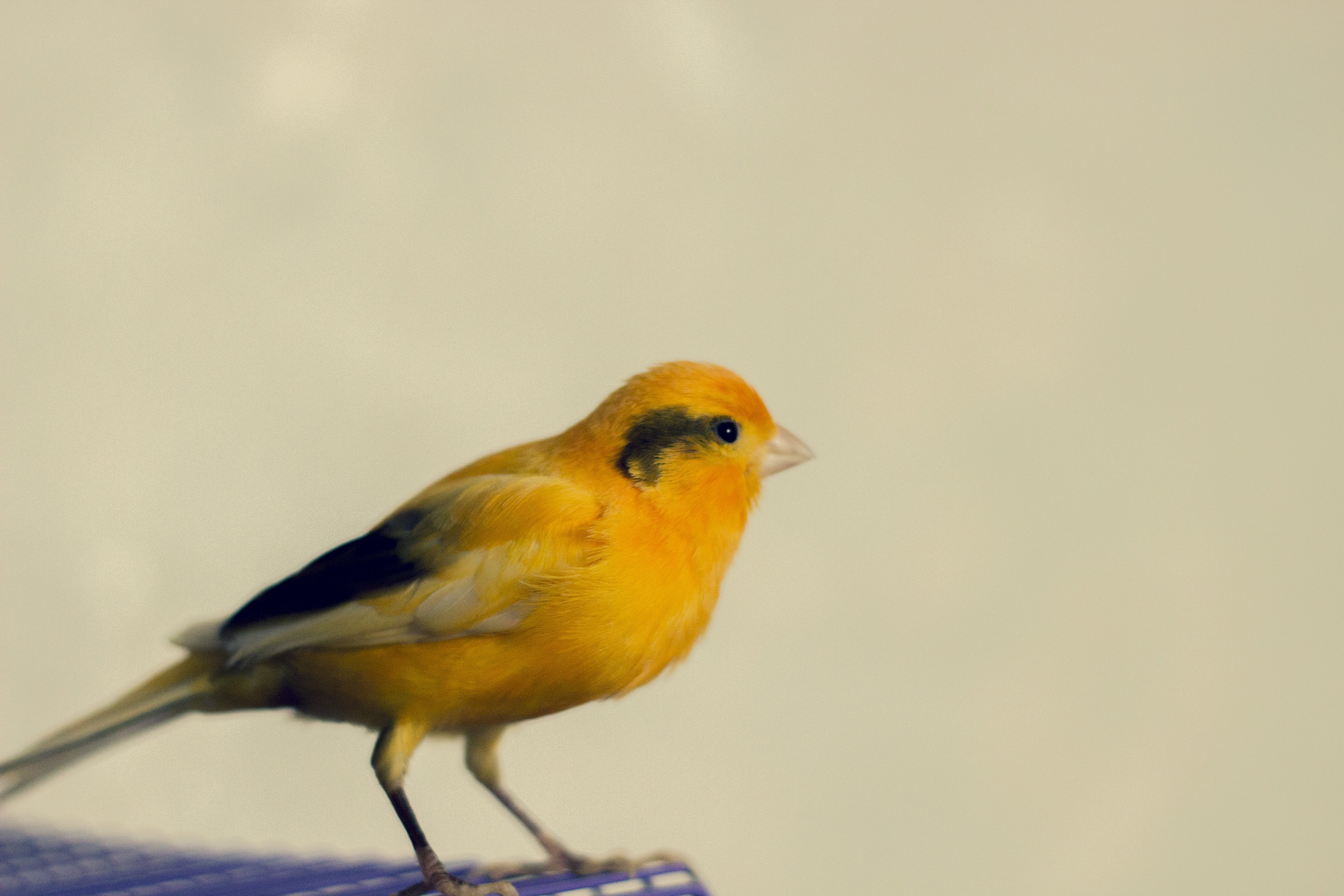 photography, Canary, Animals, Birds Wallpaper