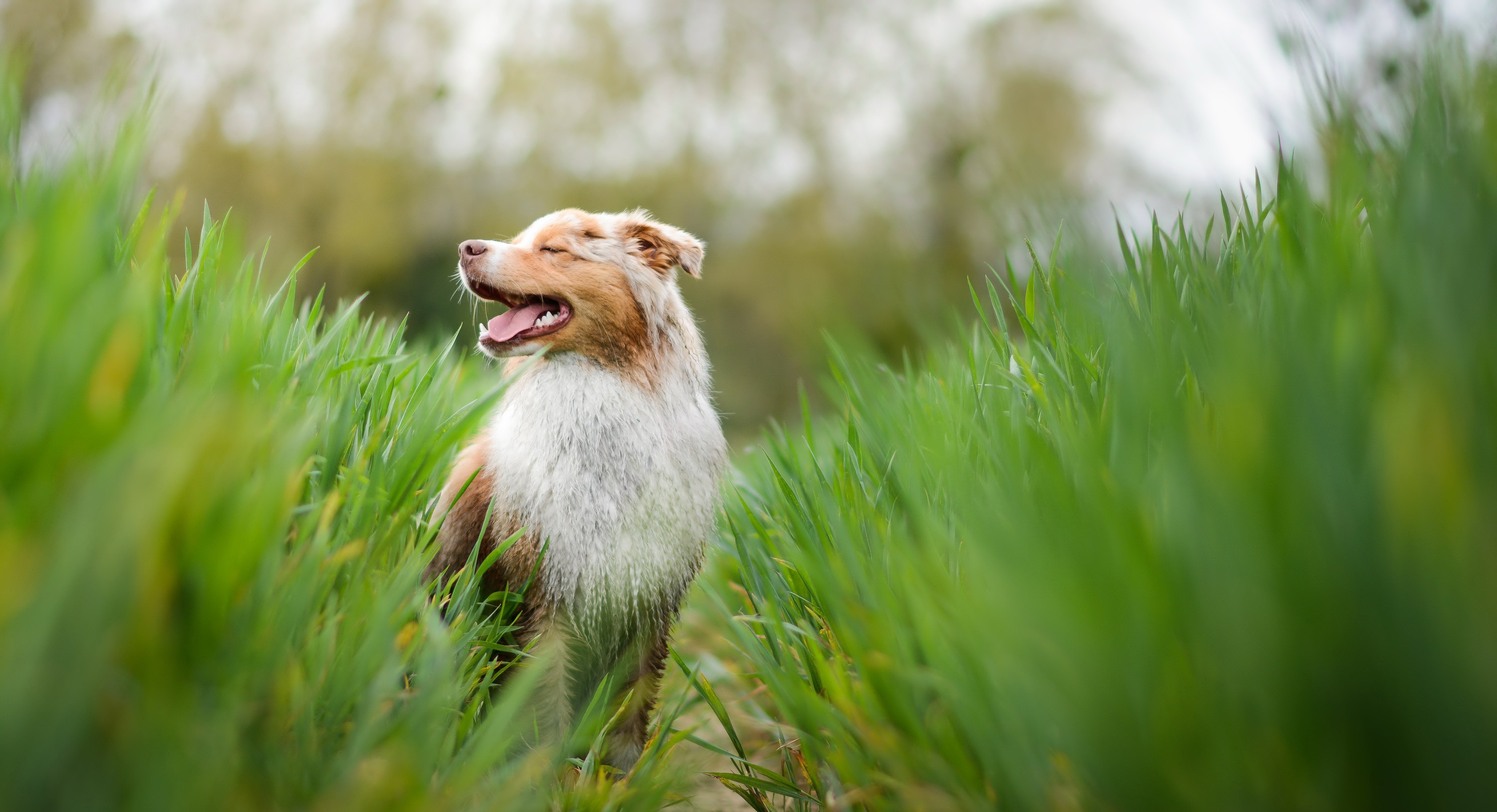 Nature Plants Dog Animals Wallpapers HD Desktop And Mobile Backgrounds Nature Plants Dog Animals Wallpapers HD Desktop And Mobile Backgrounds