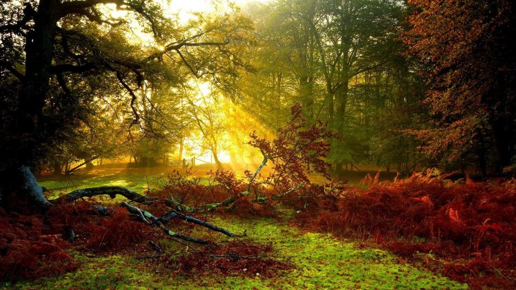 nature, Trees, Sun, Sun rays HD Wallpaper Desktop Background