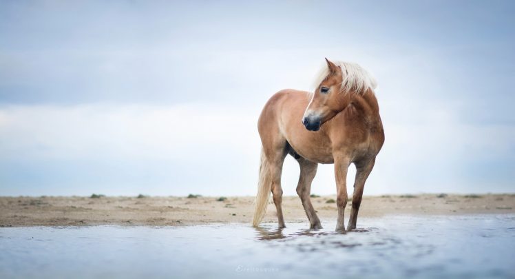 horse, Animals, Nature HD Wallpaper Desktop Background