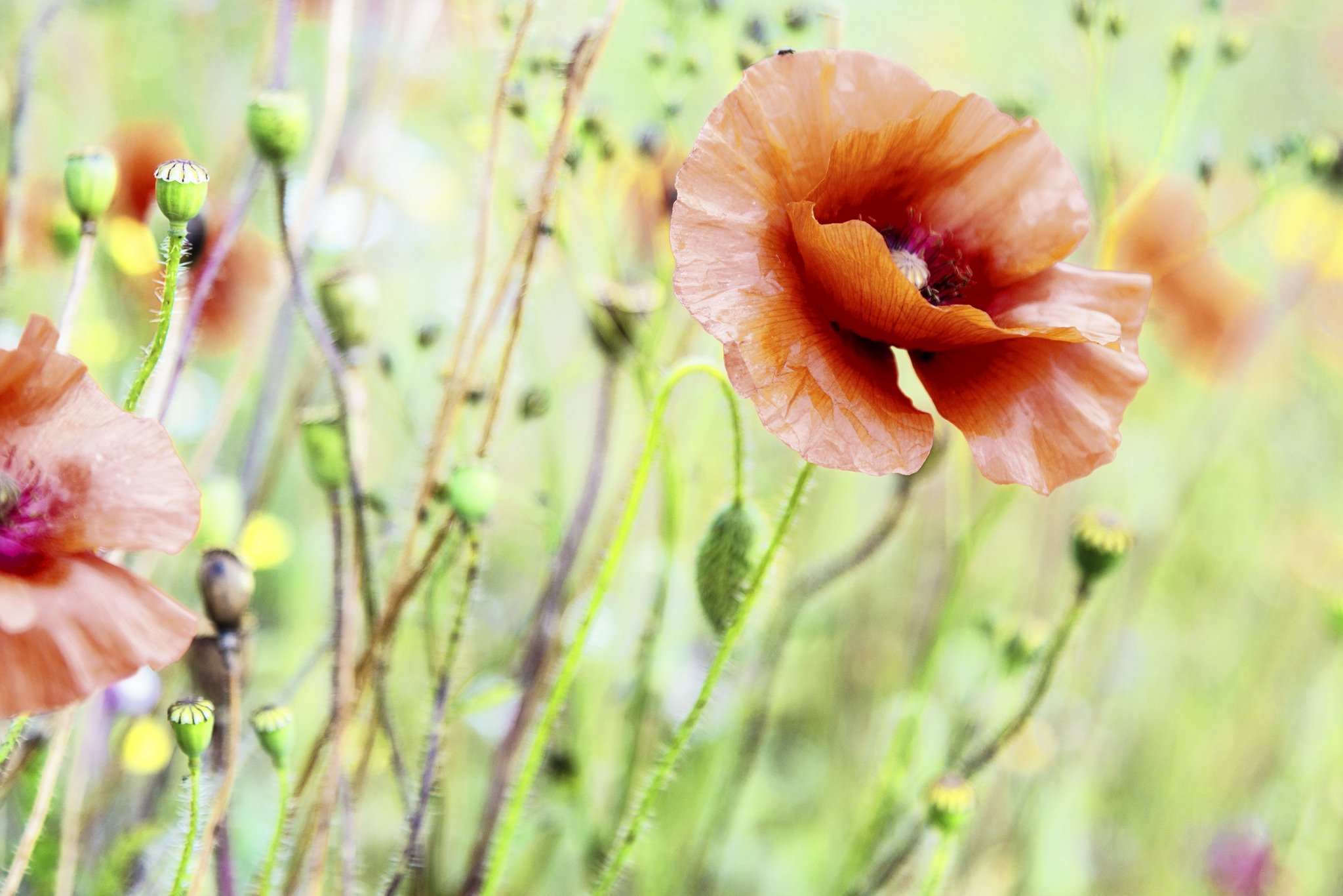 flowers, Nature, Plants Wallpaper