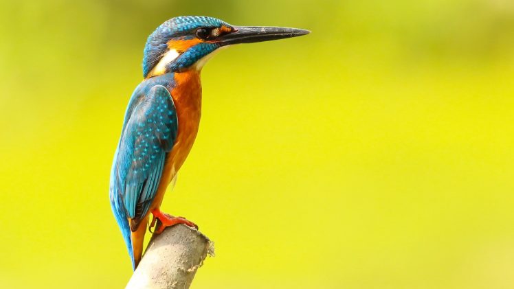 photography, Birds, Kingfisher HD Wallpaper Desktop Background