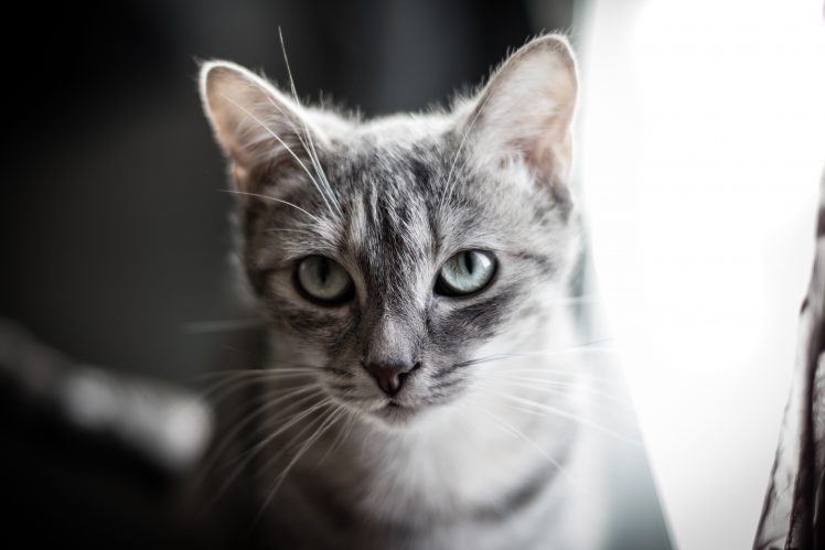 cat, Depth of field, Feline HD Wallpaper Desktop Background