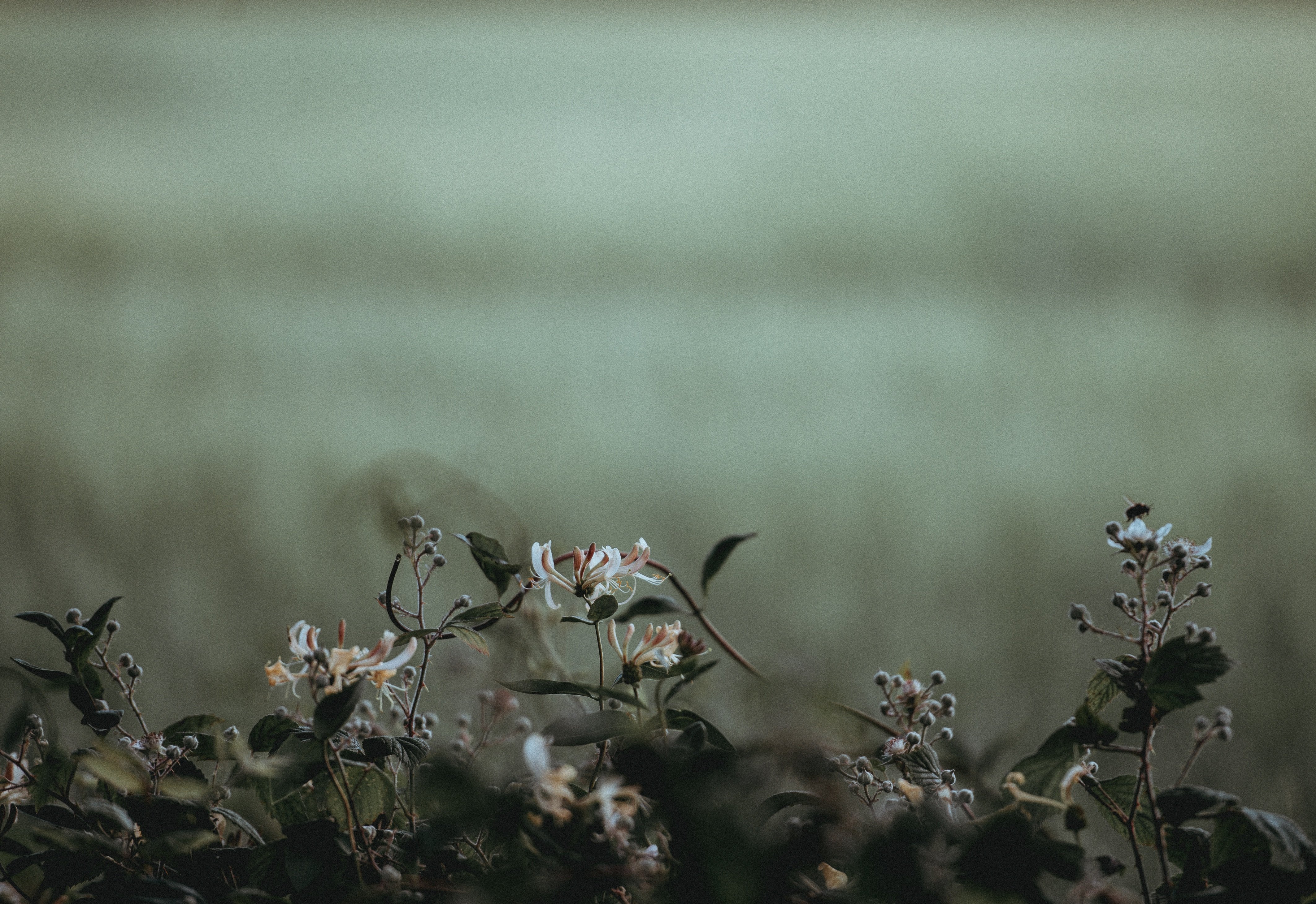 nature, Plants, Flowers, Blossom, Depth of field Wallpaper