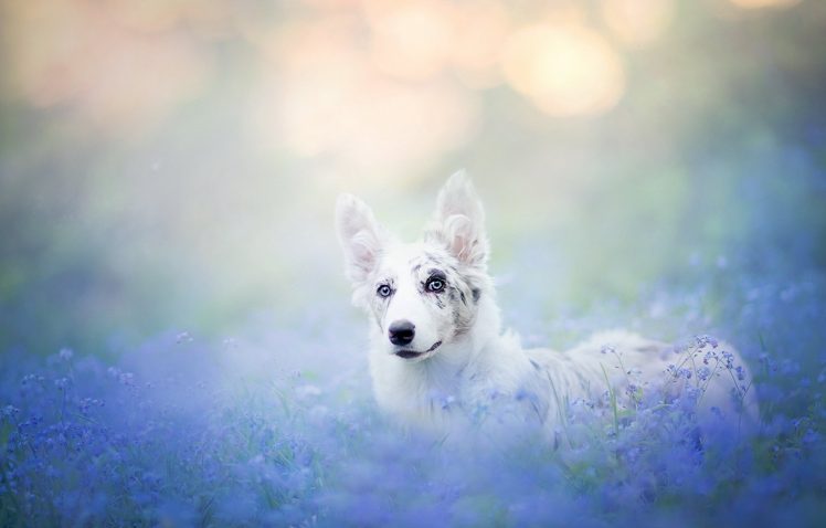animals, Dog, Nature HD Wallpaper Desktop Background