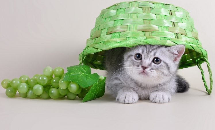 animals, Baskets, Grapes, Cat, Fruit HD Wallpaper Desktop Background