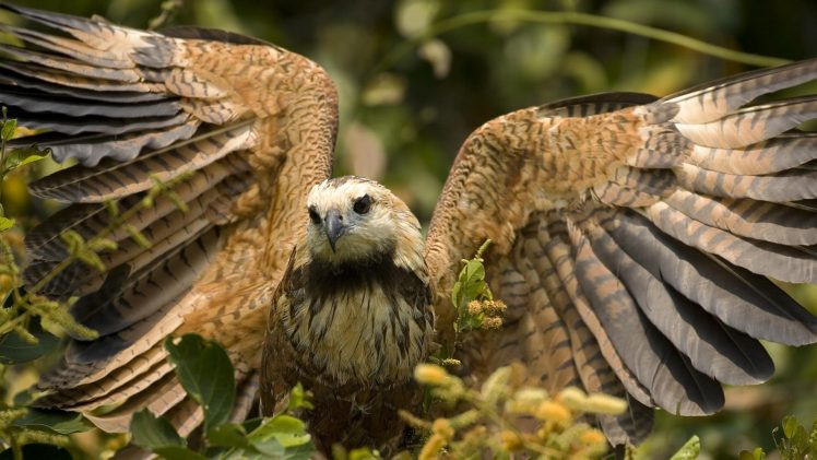 hawks, Animals, Birds, Nature, Wings HD Wallpaper Desktop Background