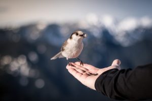 hands, Birds, Animals