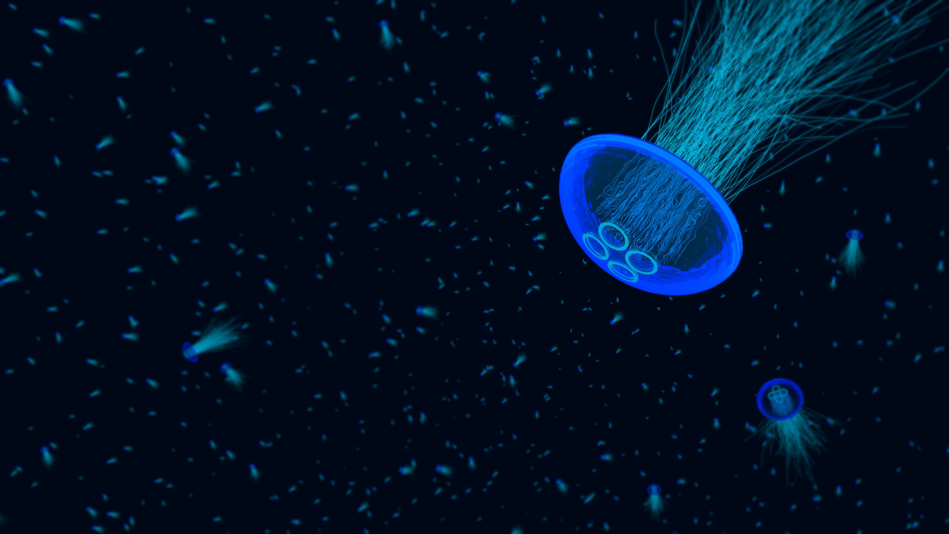 jellyfish, Underwater Wallpaper