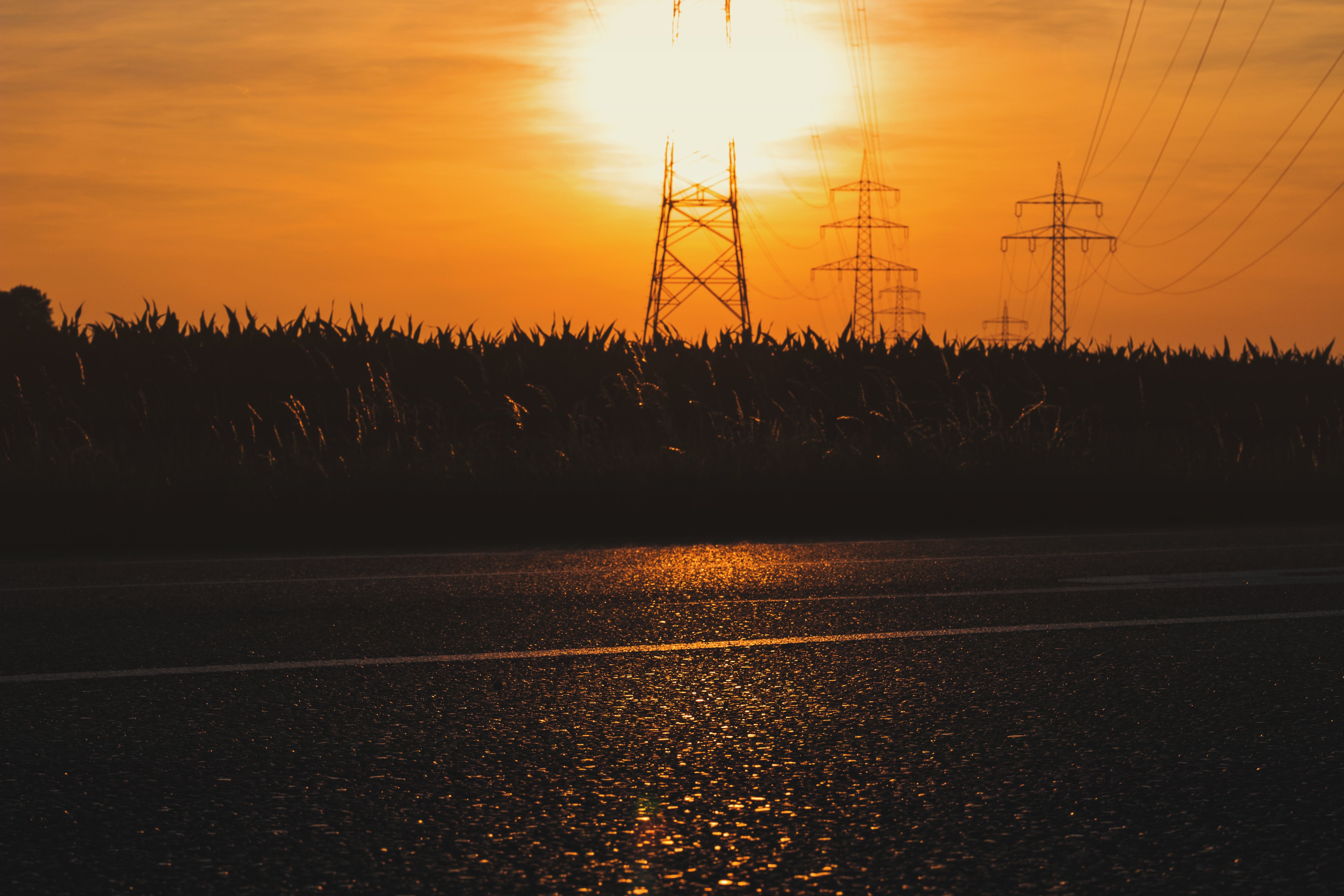 nature, Trees, Grass, Sunset, Utility pole Wallpaper