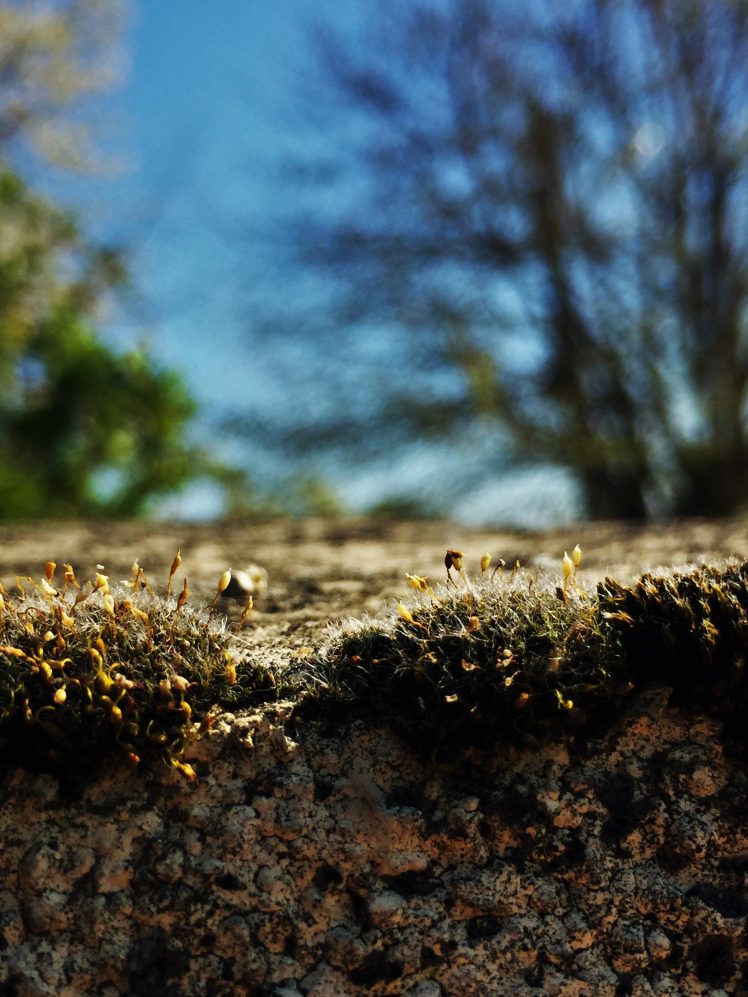 moss, Sky, Depth of field, Rock HD Wallpaper Desktop Background
