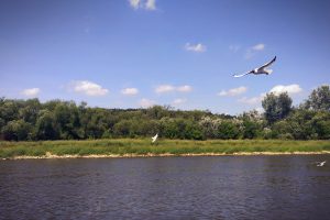 Poland, River, Birds, Vistula, Forest, Landscape