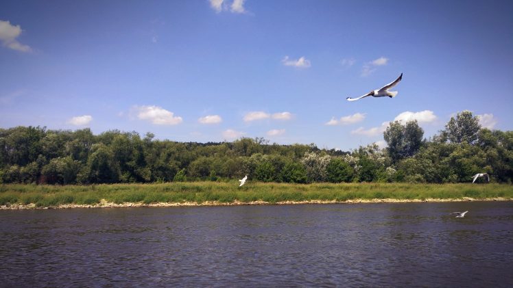 Poland, River, Birds, Vistula, Forest, Landscape HD Wallpaper Desktop Background