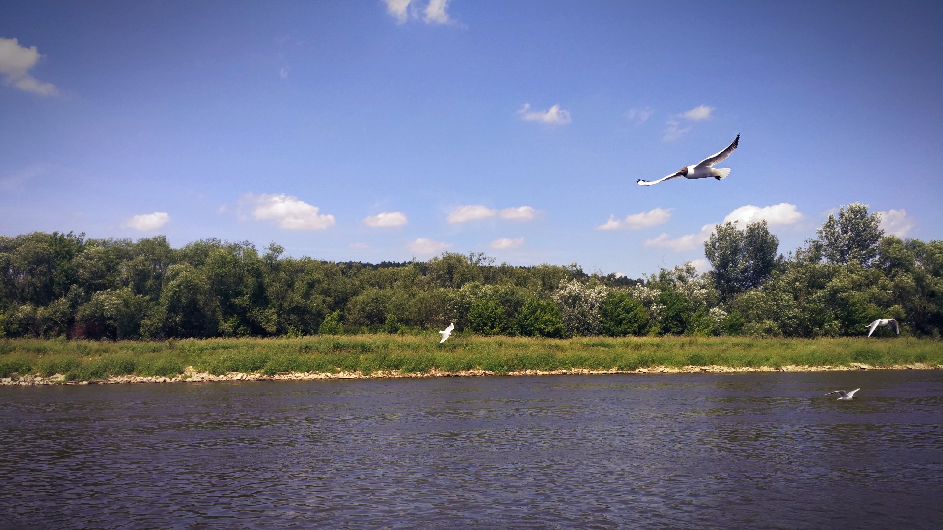 Poland, River, Birds, Vistula, Forest, Landscape Wallpaper