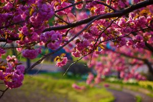 nature, Flowers, Pink, Trees, Depth of field