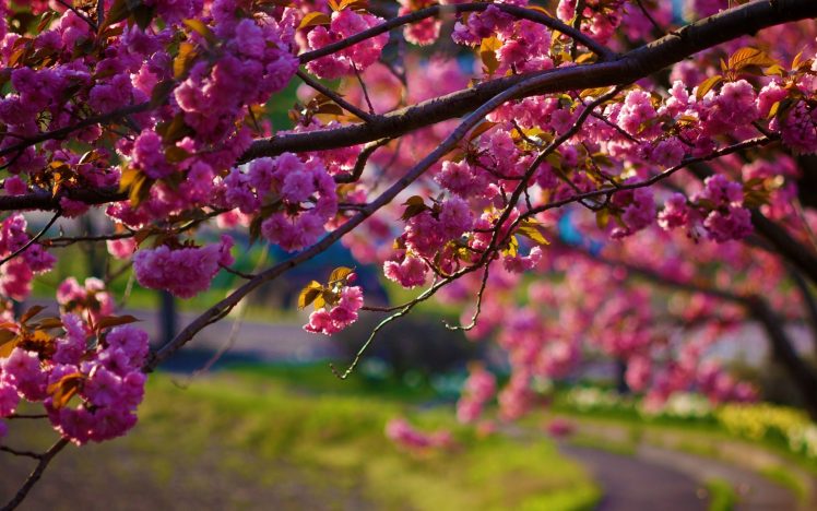 nature, Flowers, Pink, Trees, Depth of field HD Wallpaper Desktop Background