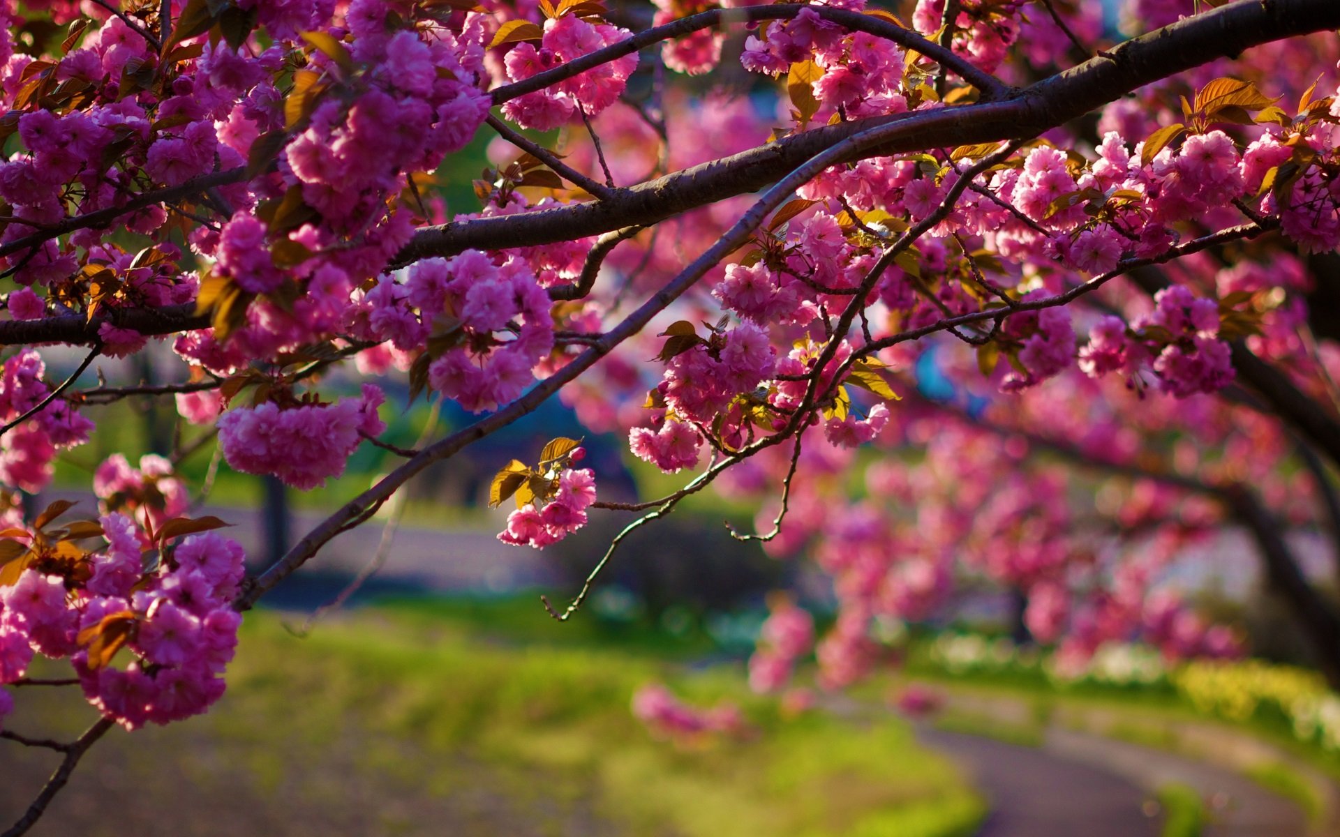 nature, Flowers, Pink, Trees, Depth of field Wallpaper