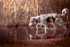 animals, Reflection, Nature, Dog