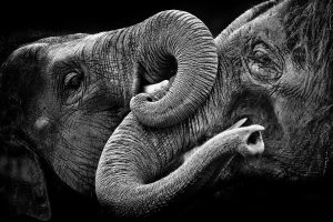 elephant, Animals, Monochrome