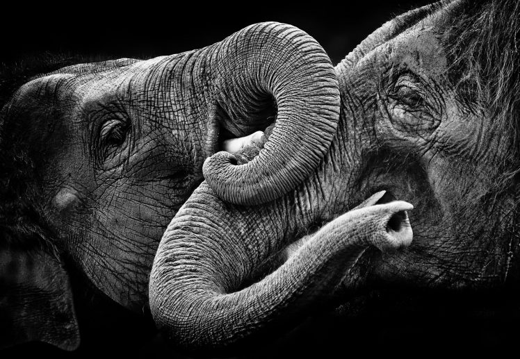 elephant, Animals, Monochrome HD Wallpaper Desktop Background